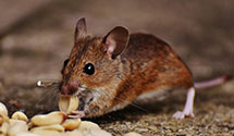 24 Hour & Emergency Exterminators in Lilesville, NC